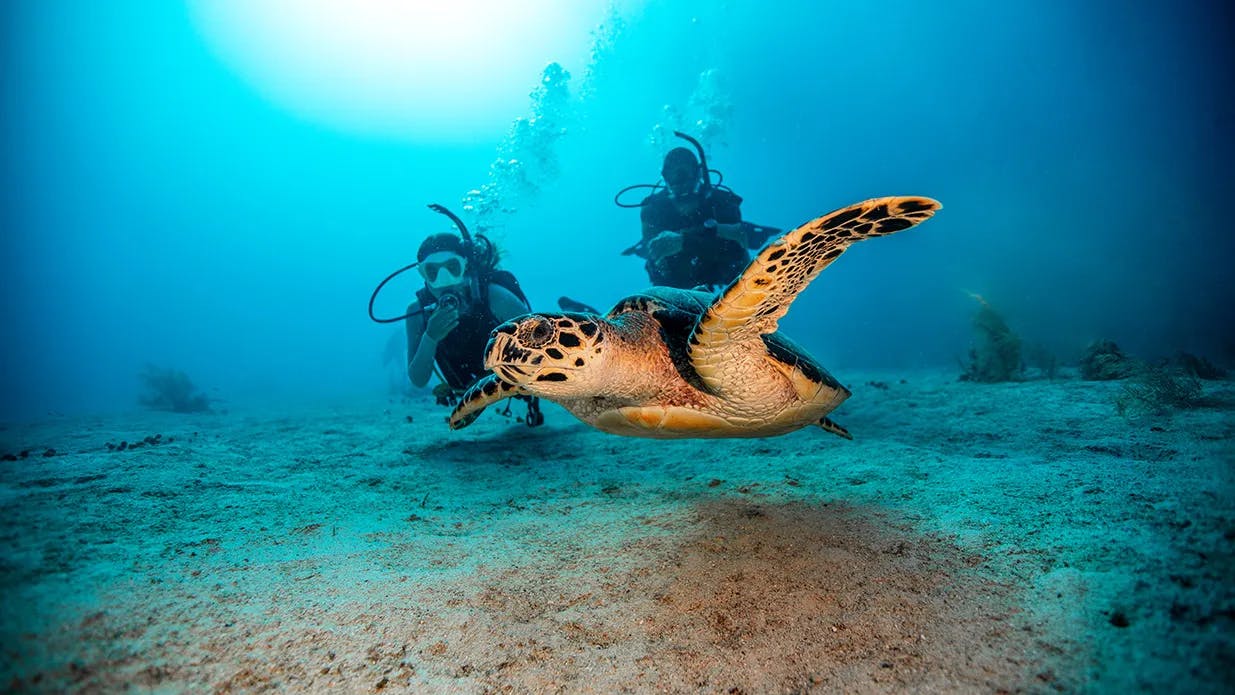 Sea Diving Bali background image